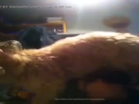 Amateur pet porn with slut getting smashed by furry dog